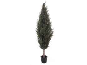 Cypress single plant h 137 cm